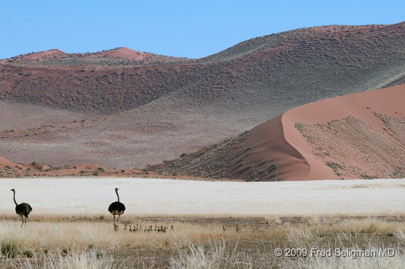 20090602_111147 D300 X1.jpg - Here we see a pair of ostriches in Sosouvlei, Namibia among the sand dunes with several of their chicks